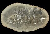Neuropteris Fern Fossil (Pos/Neg) - Mazon Creek #89949-3
